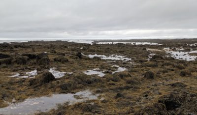 kelp-covered rocks