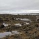 Kelp-covered rocks