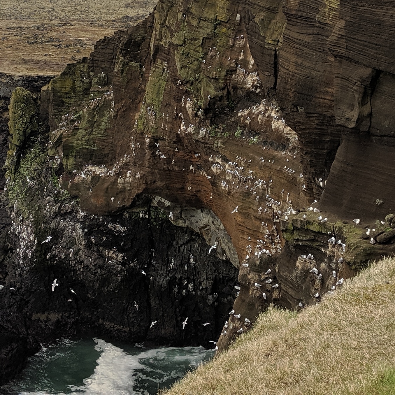 seagulls on the cliff