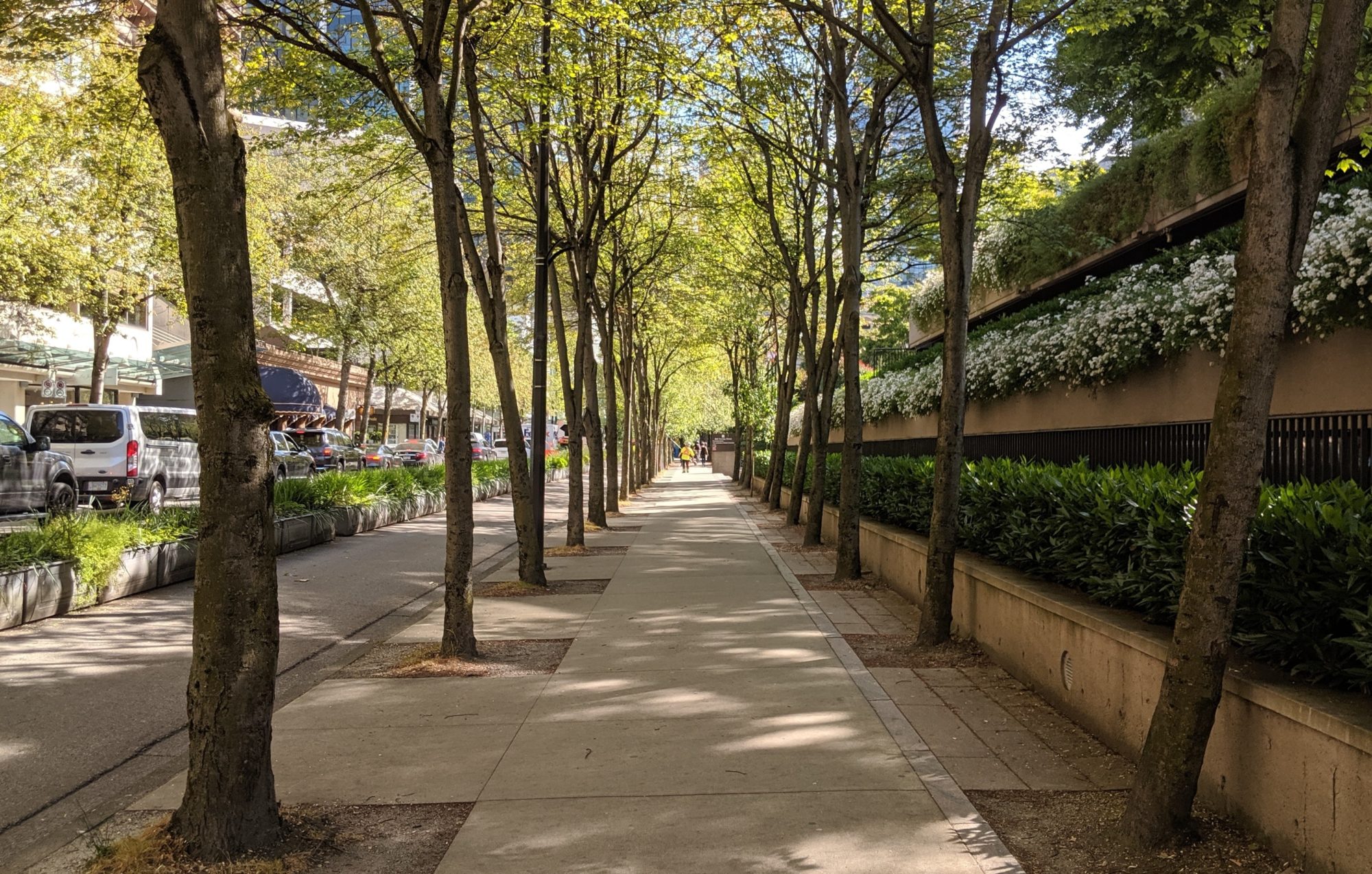 shady trees downtown