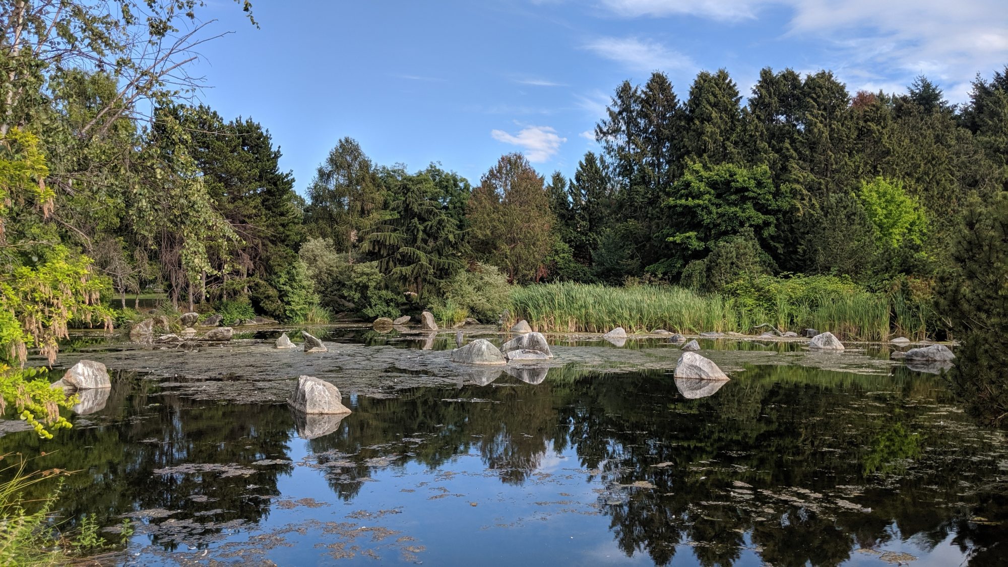 pond and rocks and trees