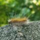 FUZZY