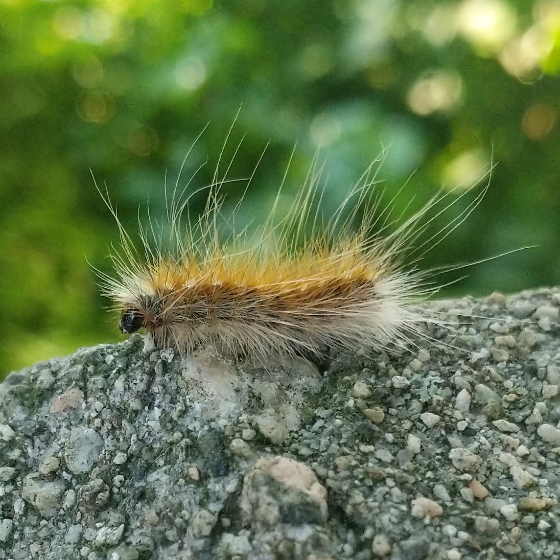 fuzzy caterpillar