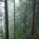 Foggy trees