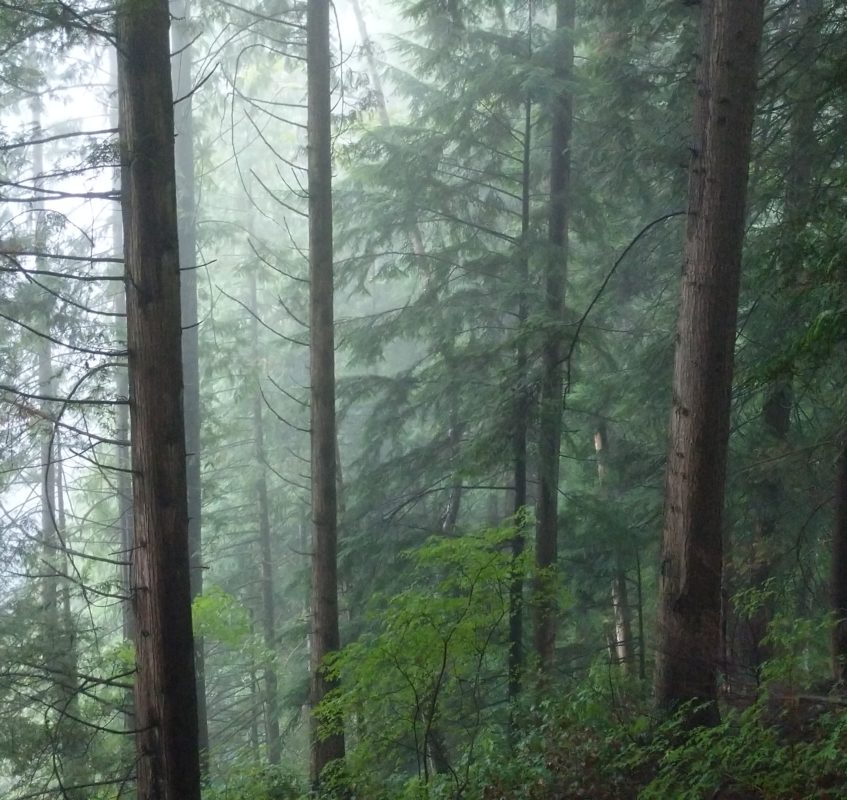 foggy trees