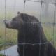 Bear profile