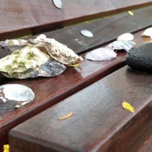 Shells and stone on a bench