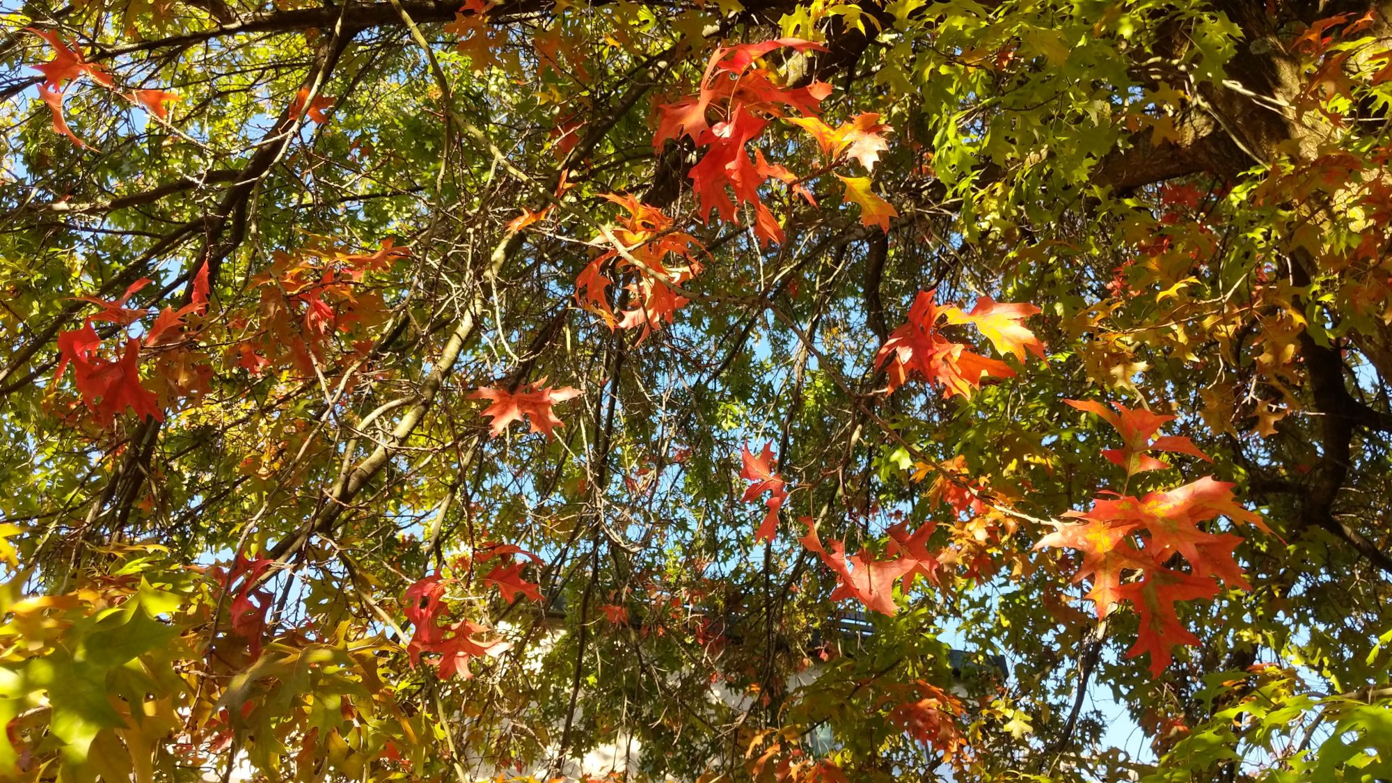 Red oak leaves