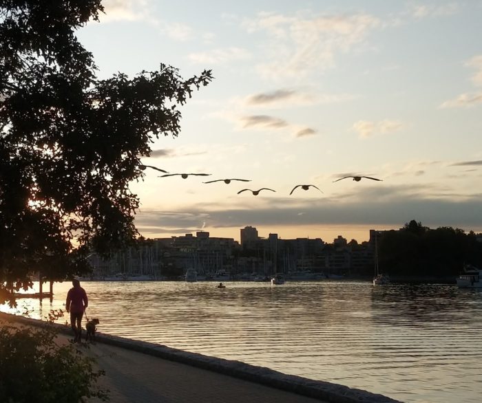 Geese flying low