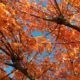 Radiating orange