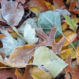 Frosty leaves
