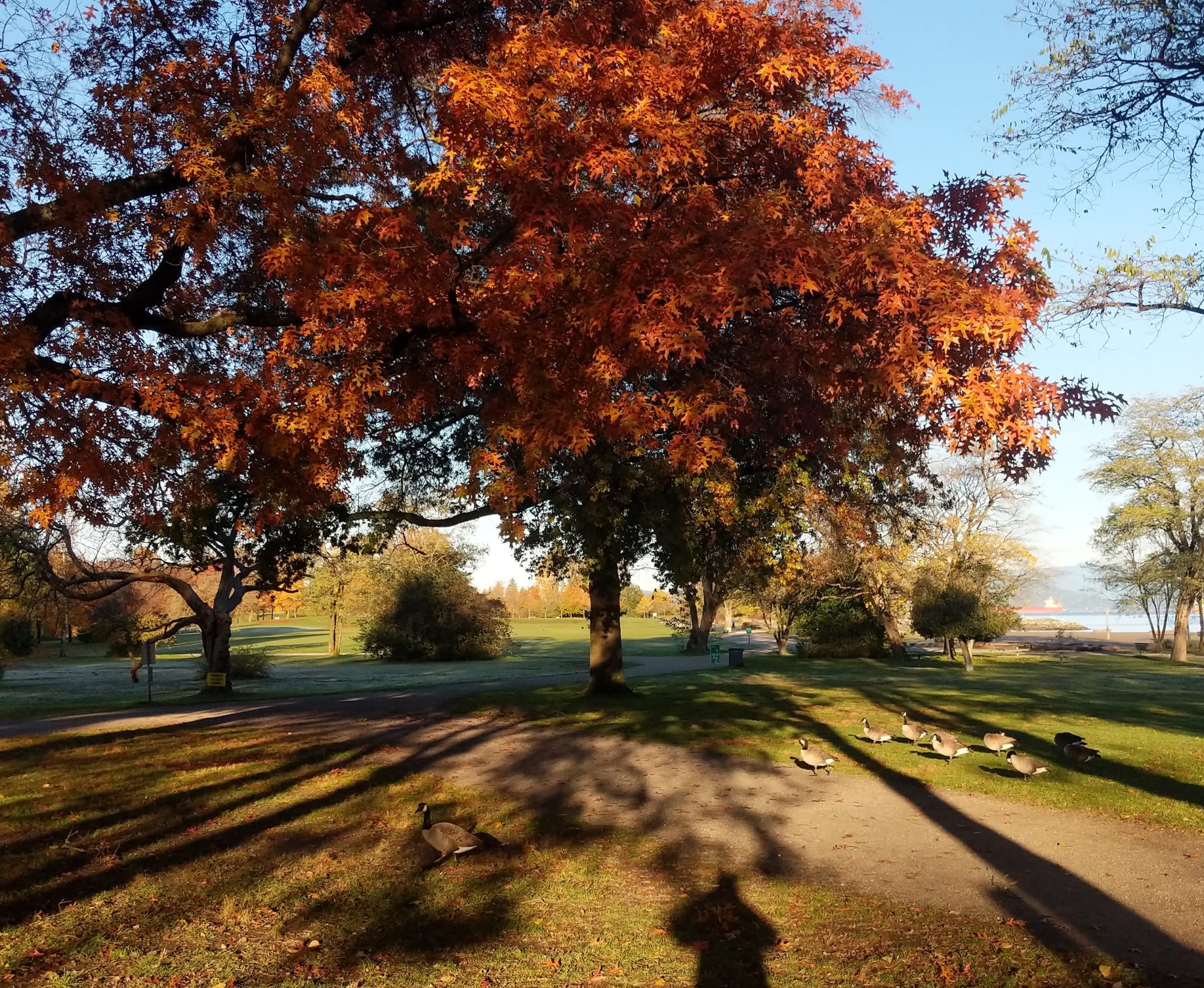 Red tree and low light