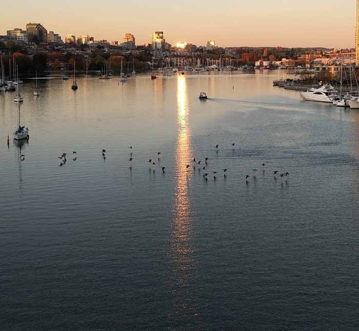 Geese flying low over False Creek
