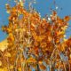 Gold leaves and snaky branches