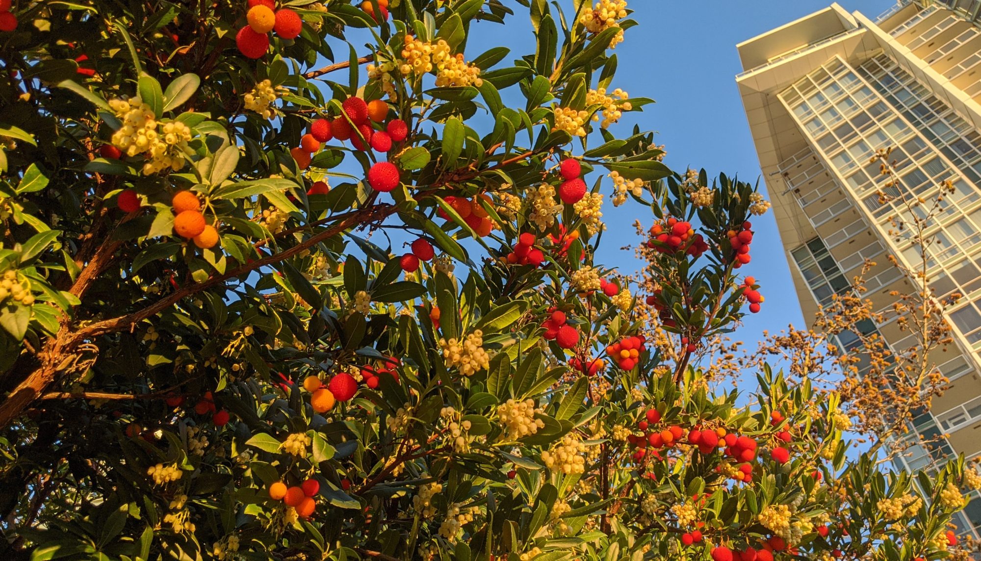 Berries and a tower