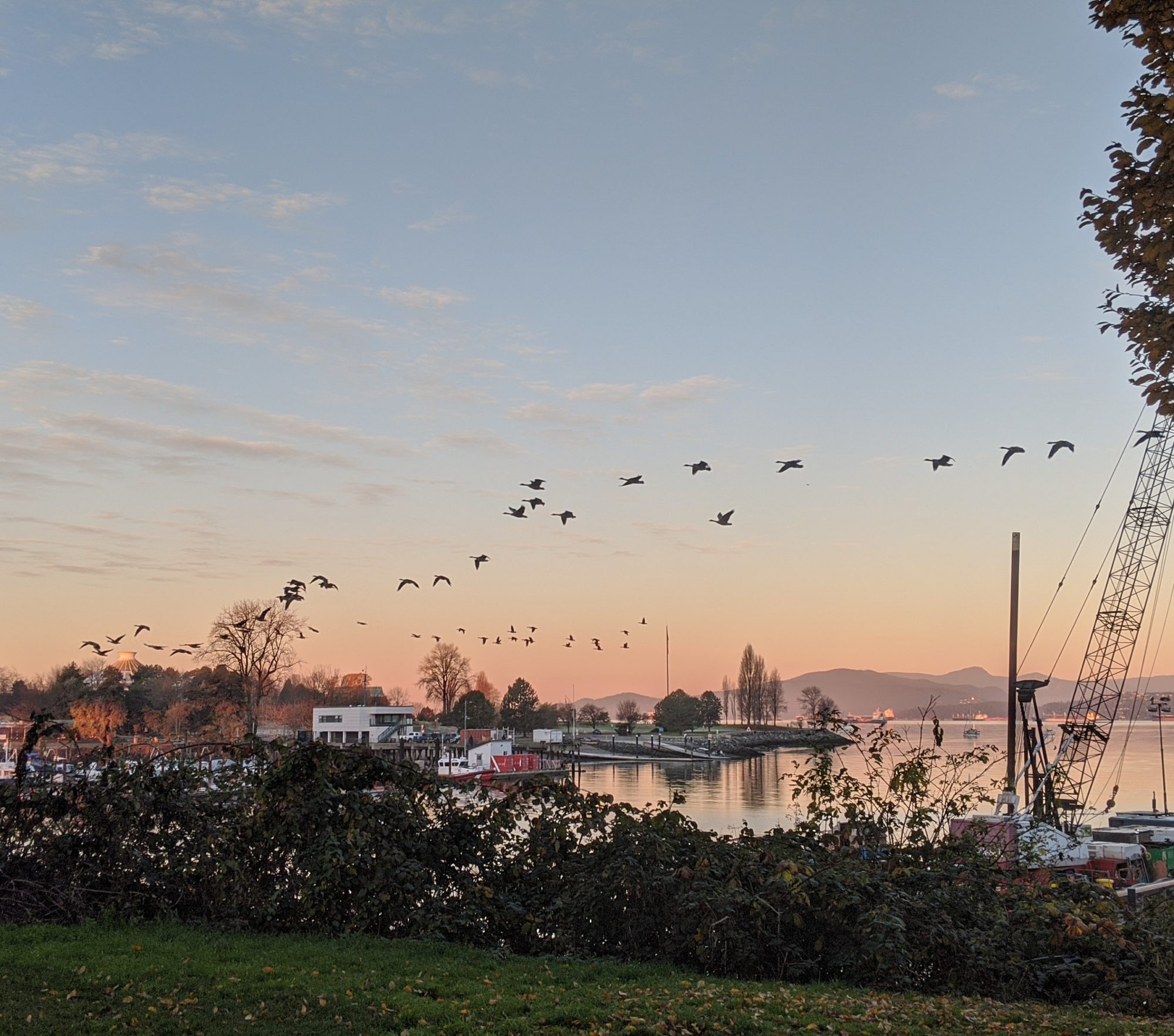 Geese commuting