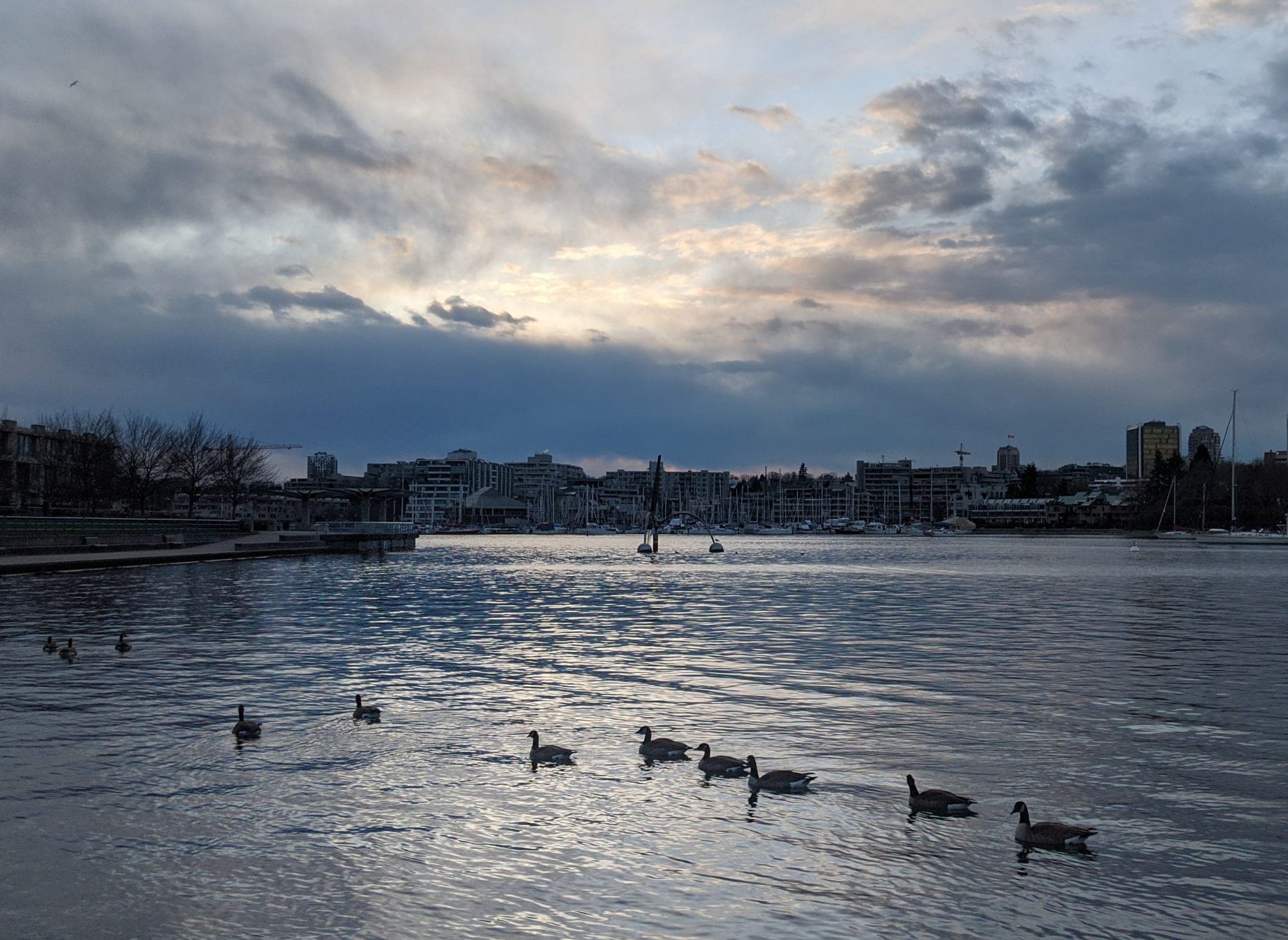 False Creek geese