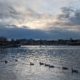 False Creek, morning geese