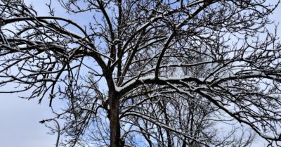 Snowy trees