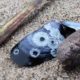 Barnacled shell