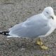 Ring-billed gull