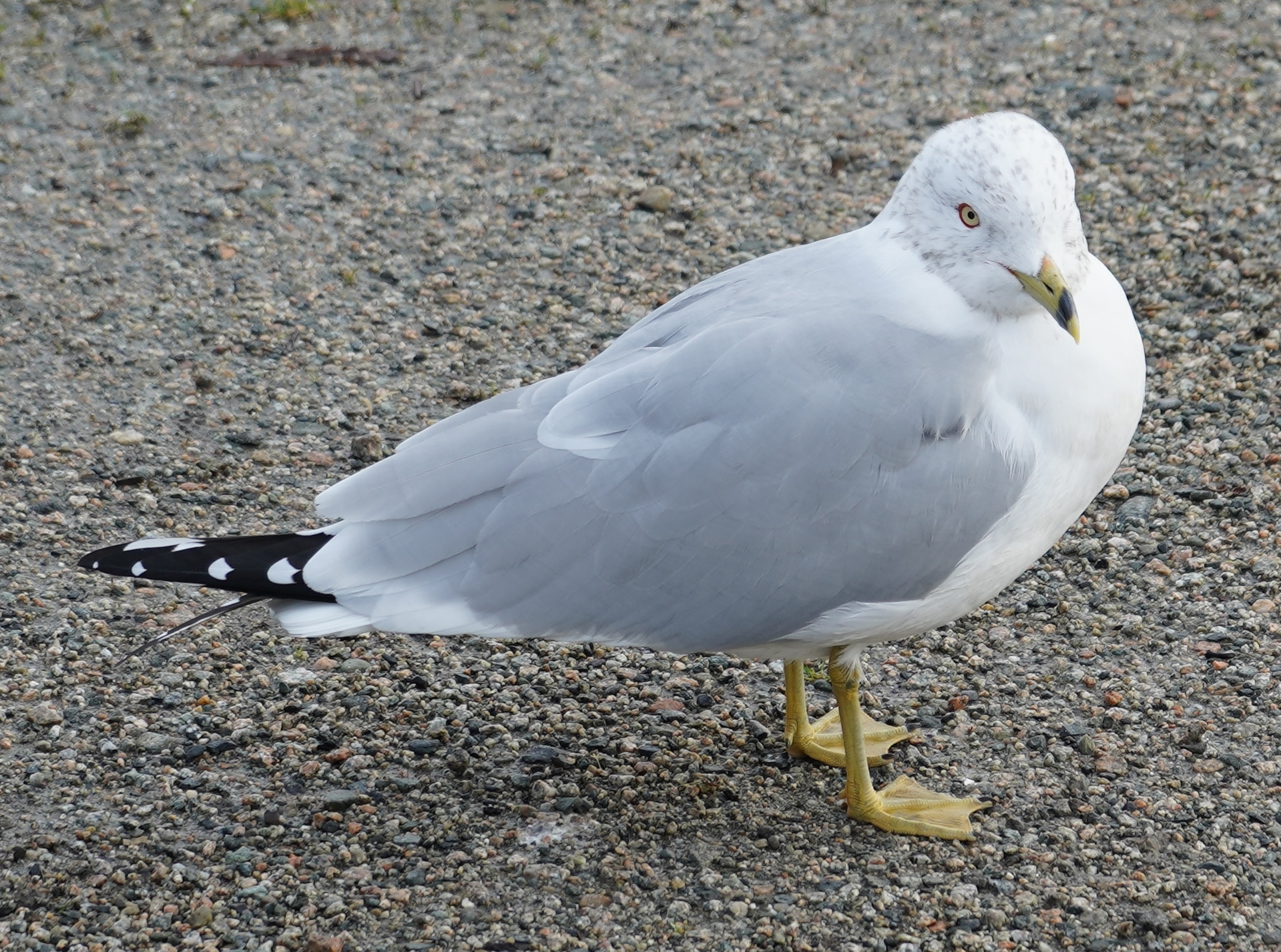 ring-billed gull