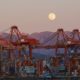 Cranes and moon