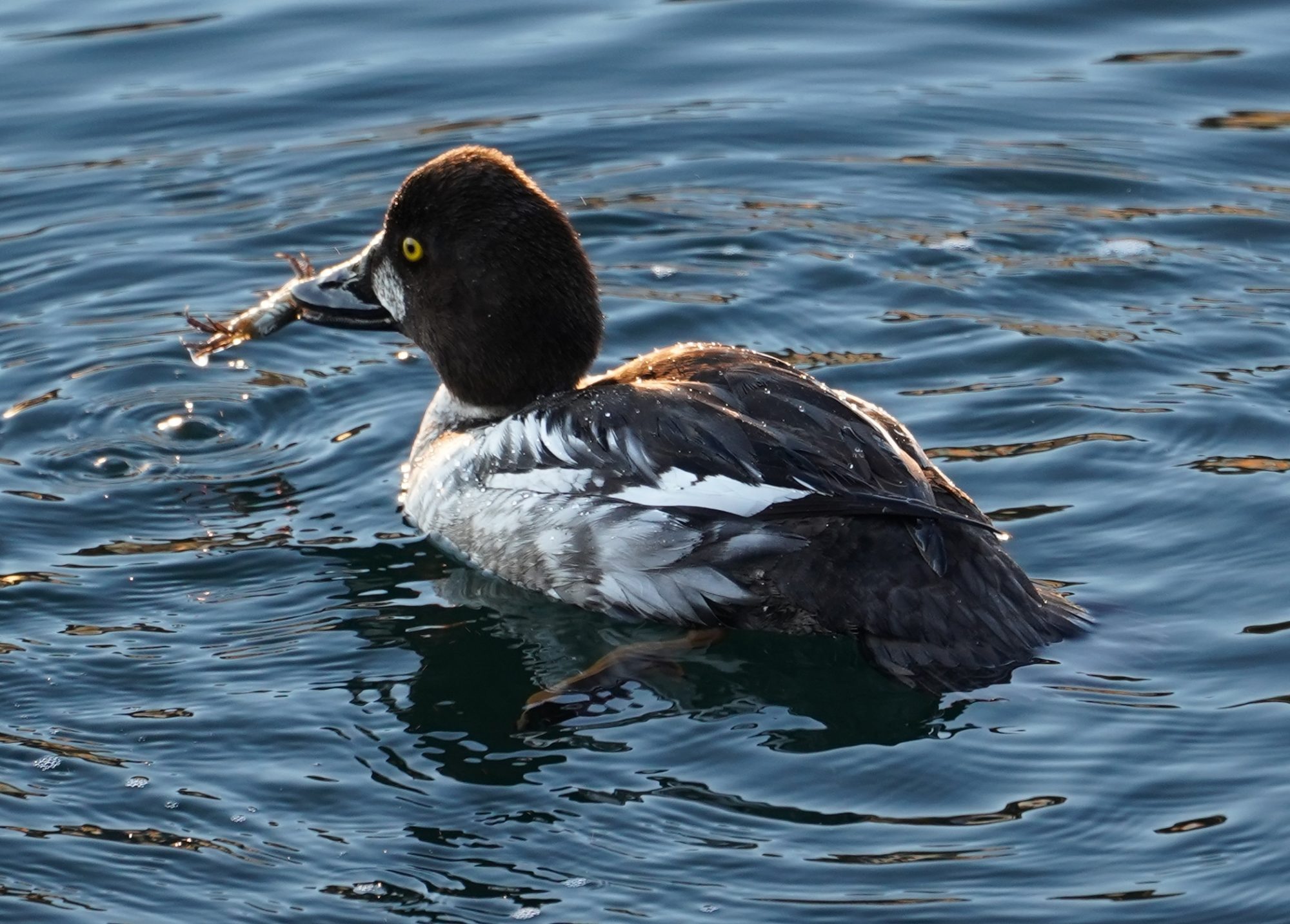 Common goldeneye and breakfast