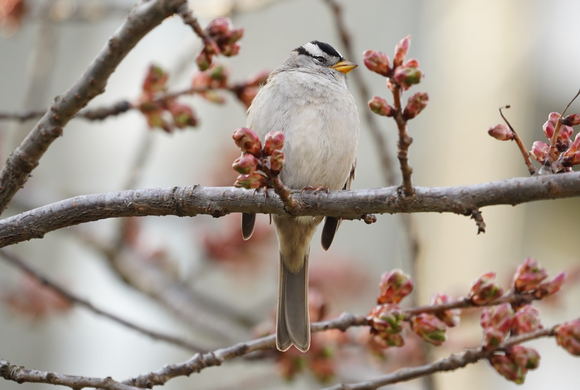 White-crowned sparrow