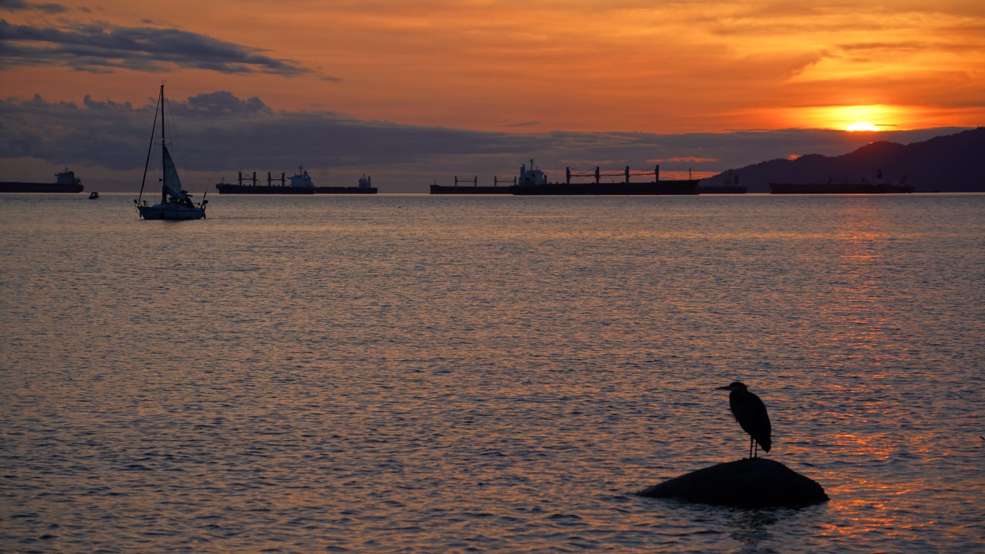 Heron watching the sunset