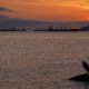 Heron enjoying the sunset