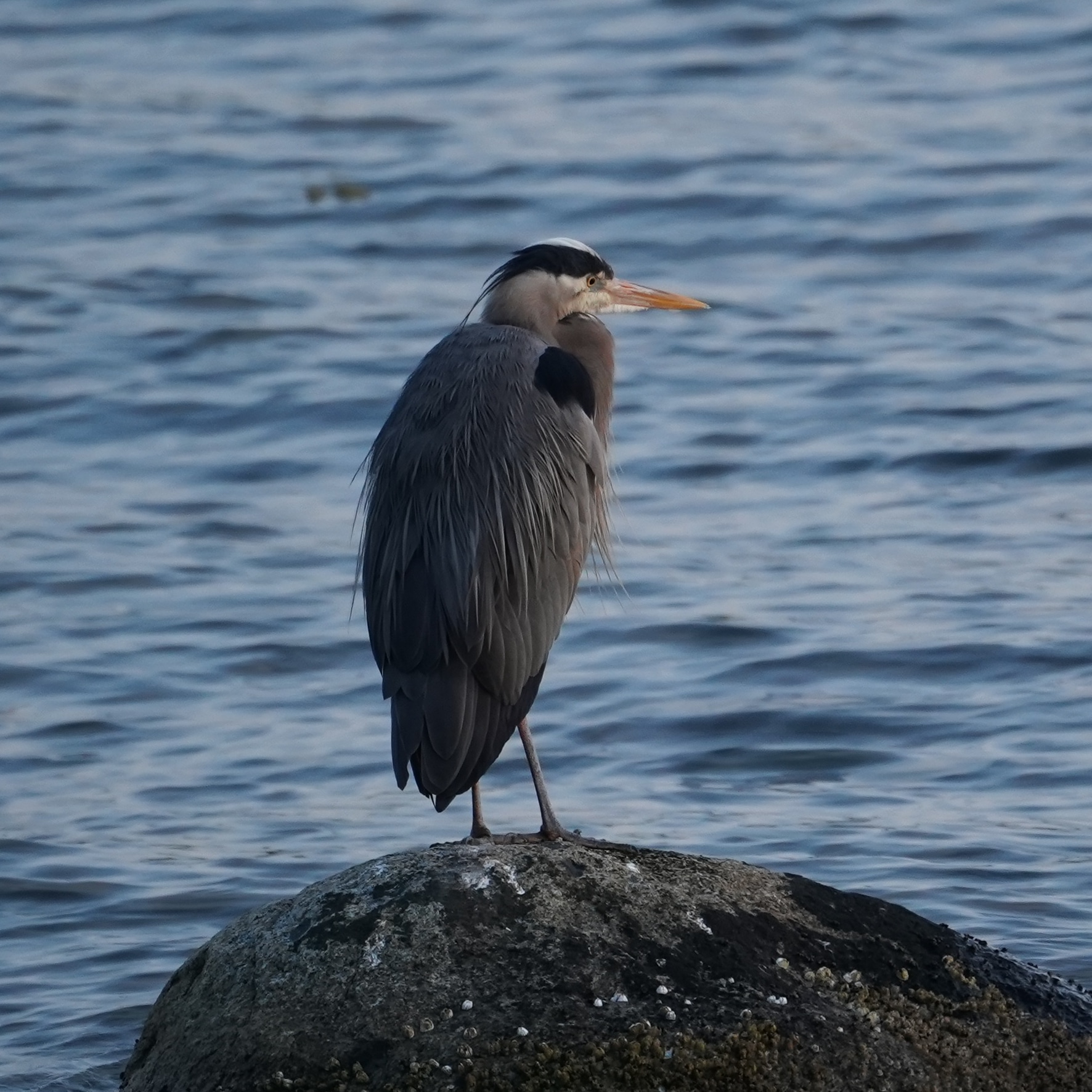 Heron on a rock