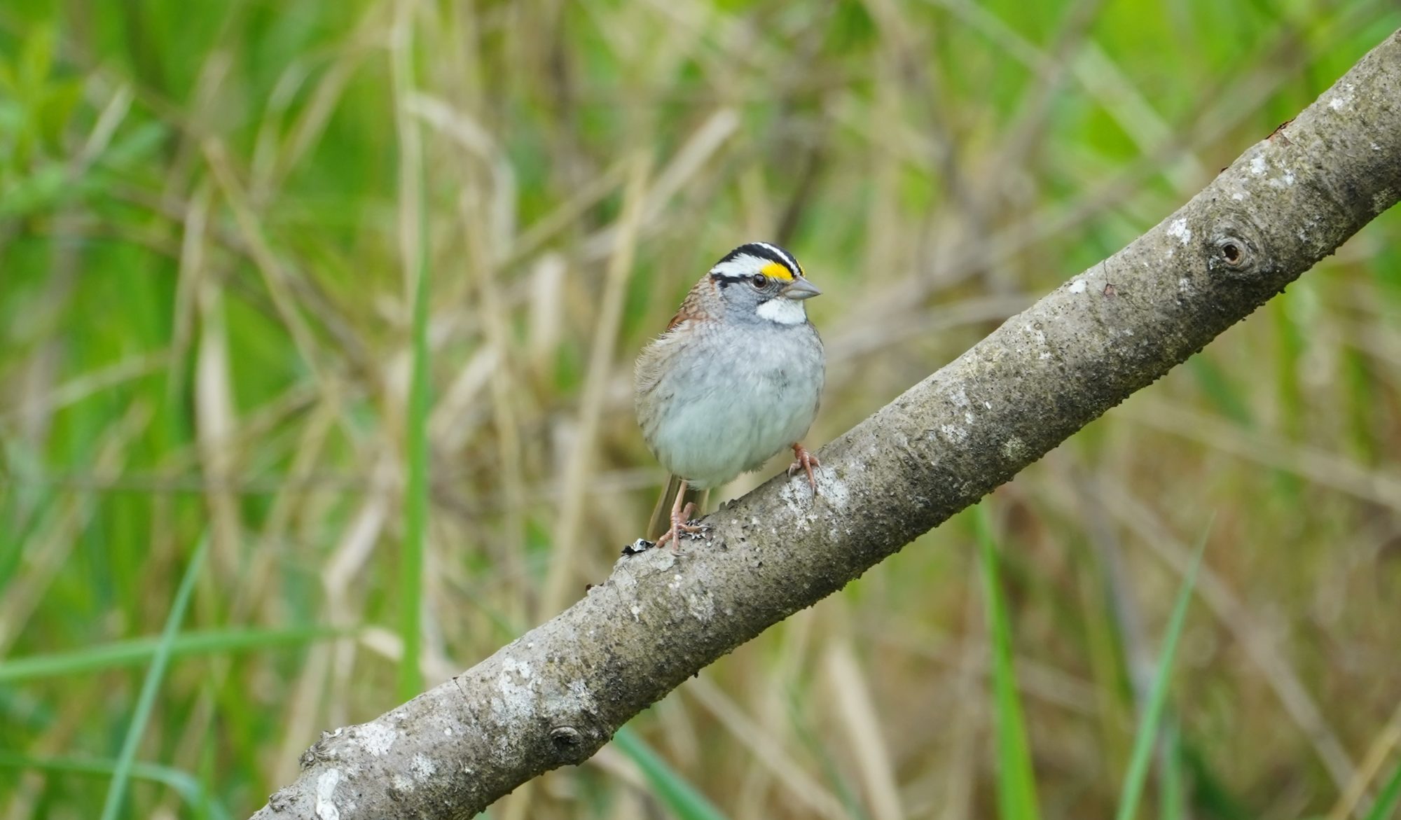 White-throated sparrow