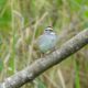 White-throated sparrow