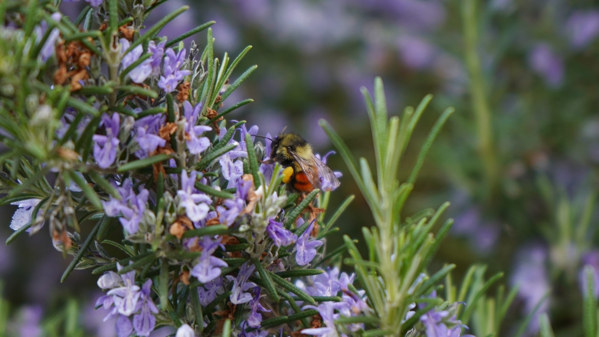 Bumblebee in flowers