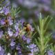 Bumblebee sampling the rosemary