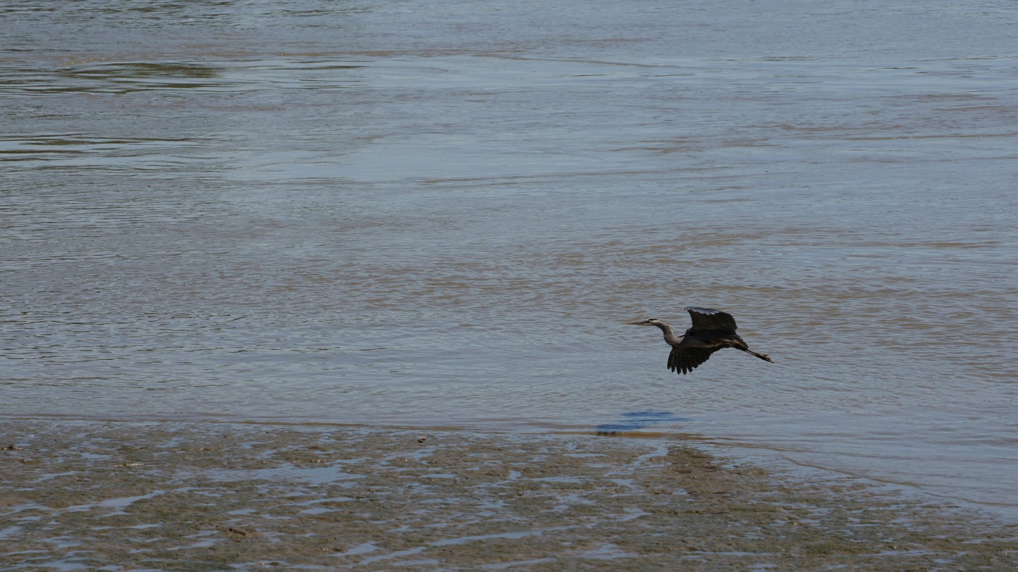 Heron landing