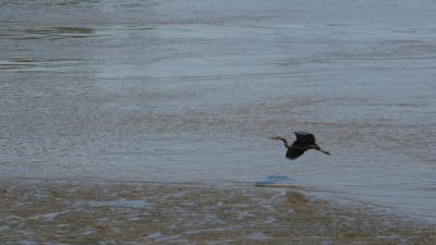 Heron landing