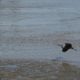 Coming in for a landing