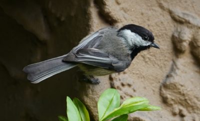 Chickadee on a wall