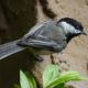 Chickadee