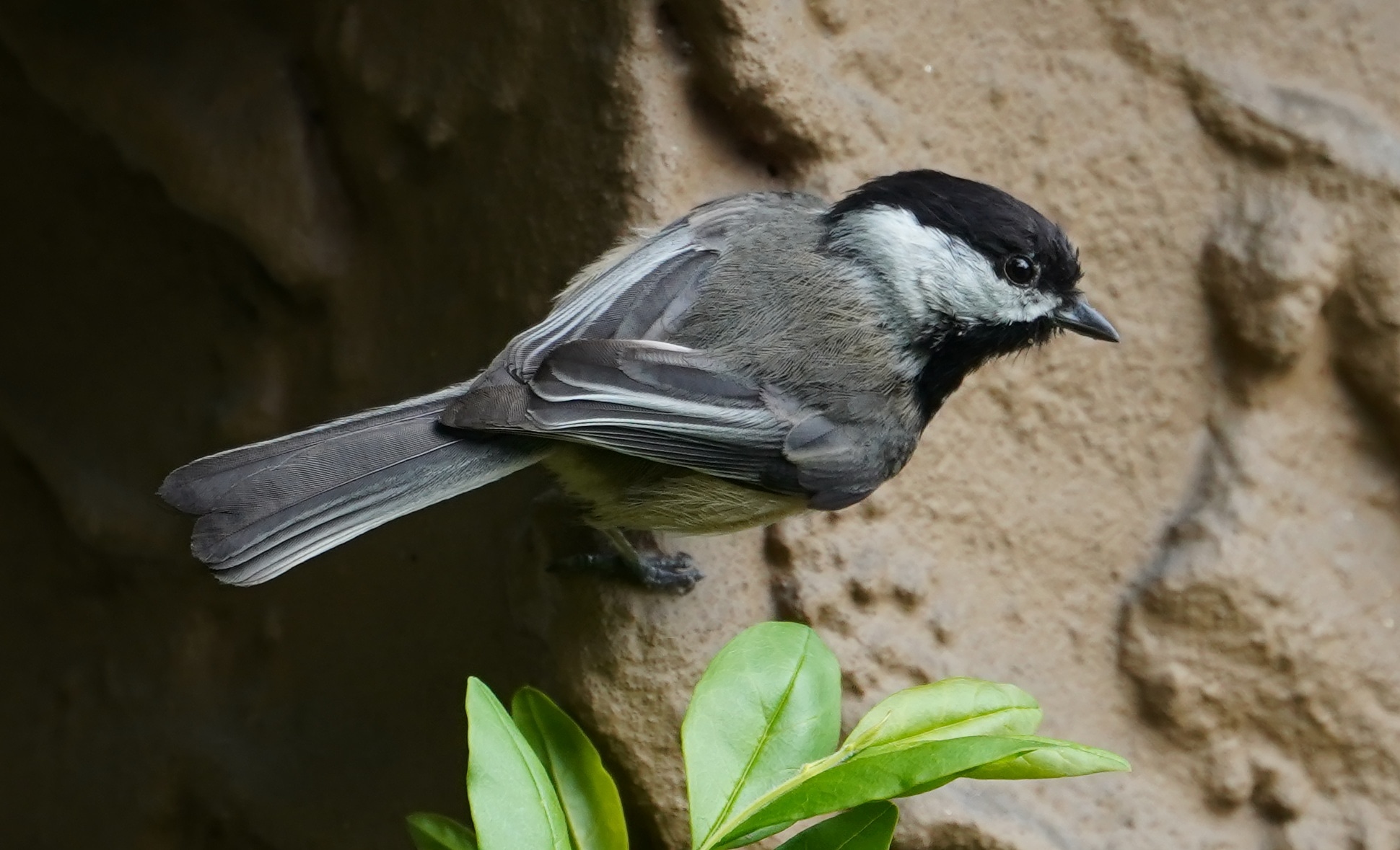 Chickadee on a wall