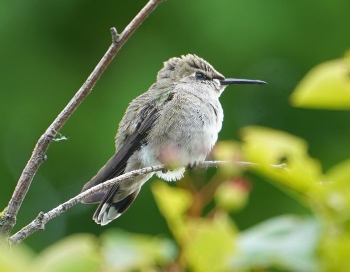 Juvenile Anna's hummingbird