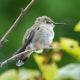 Hummingbird baby