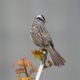 White-crowned sparrow posing