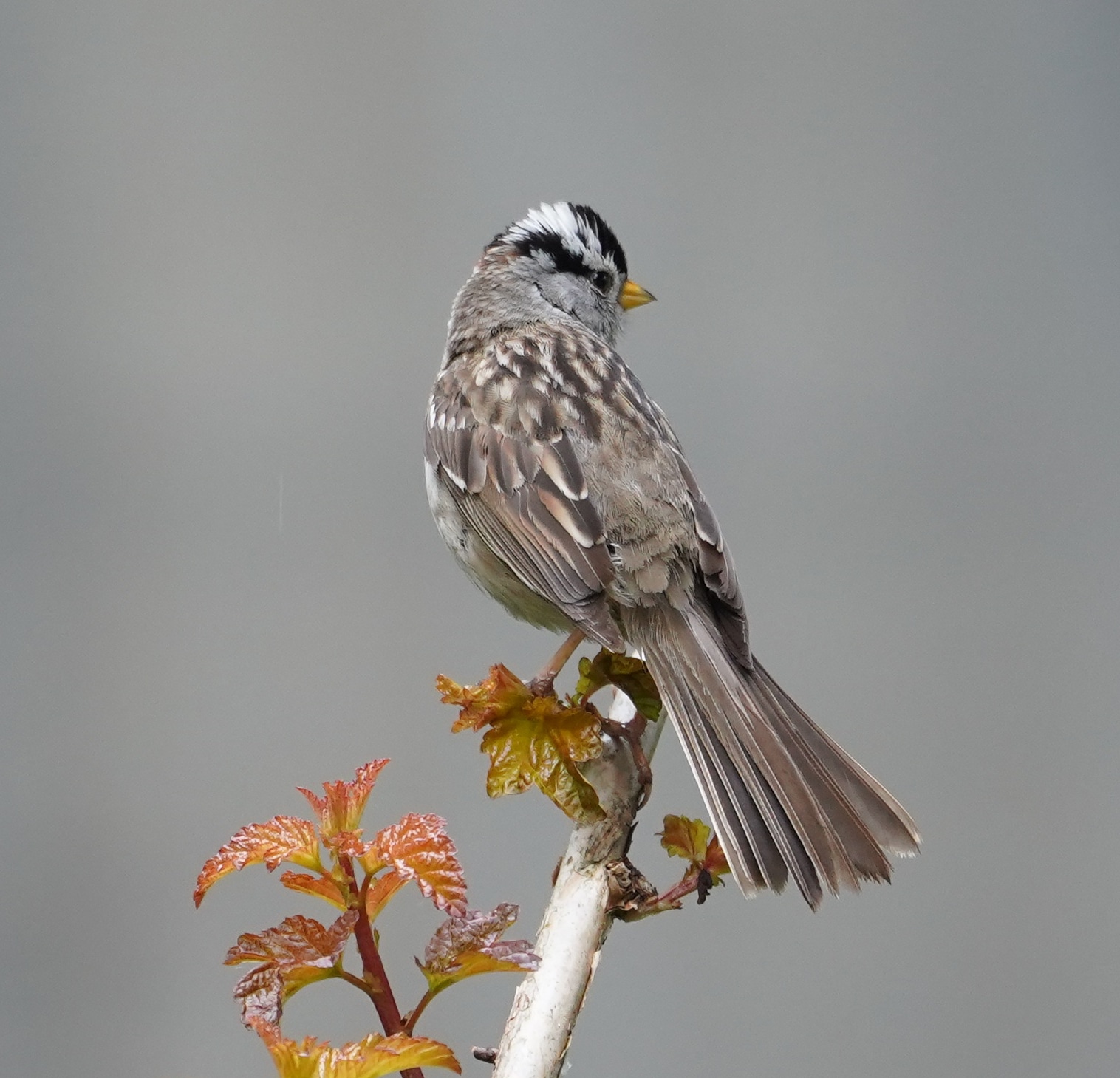 White-crowned sparrow posing