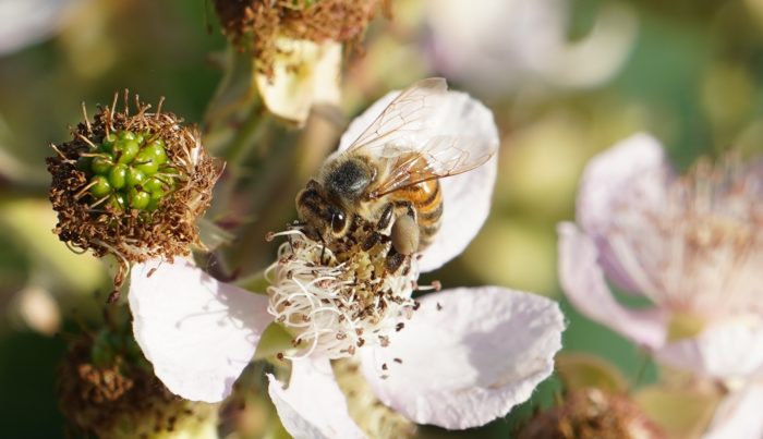 Bee on blossom