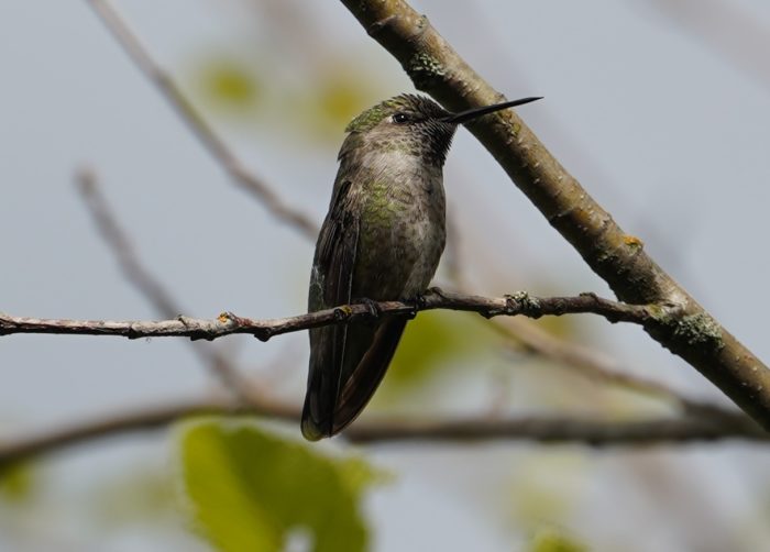 Anna's hummingbird