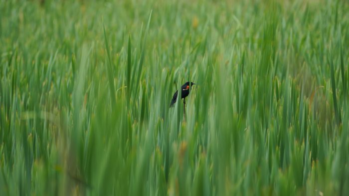 Red-winged blackbird in high grass