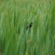 Red-winged blackbird